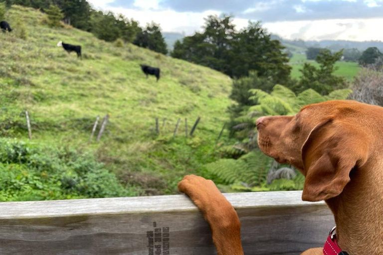 Photo of property in 24 Noakes Hill Road, Puhoi, Silverdale, 0994