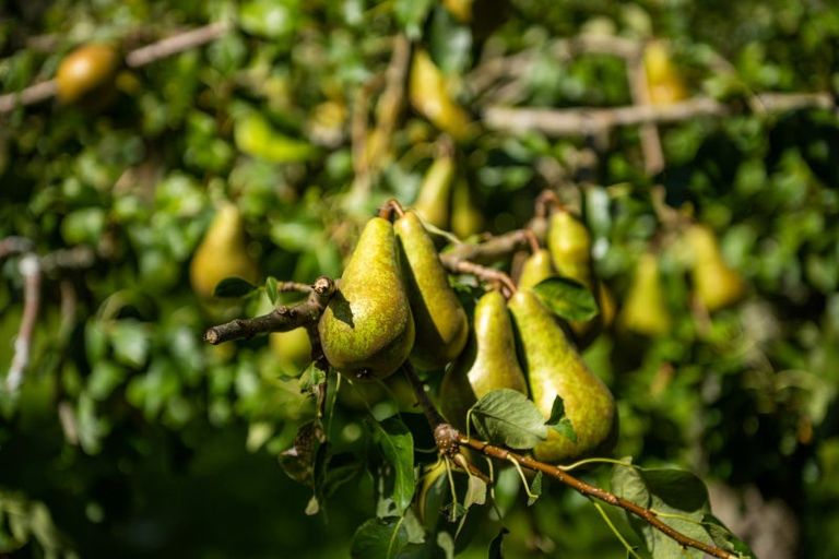 Photo of property in 546 Onamalutu Road, Onamalutu, Blenheim, 7275