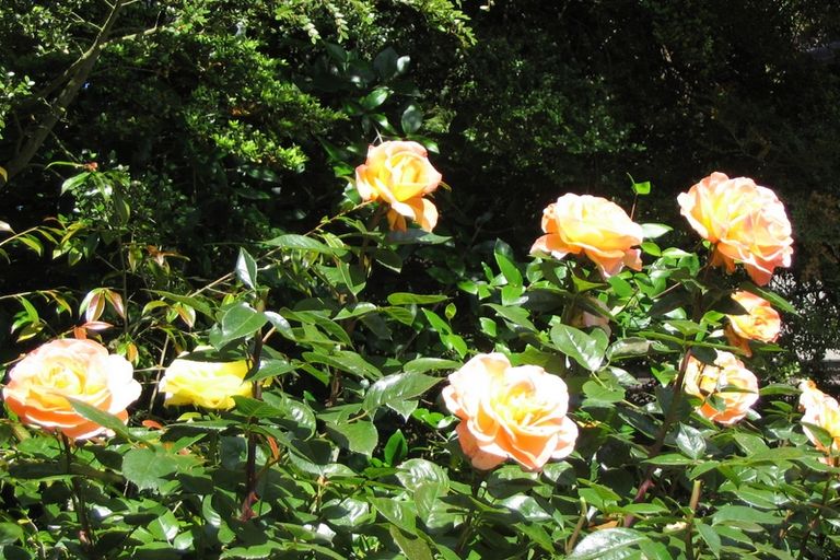 Photo of property in 5 Pye Road, Geraldine Downs, Geraldine, 7991