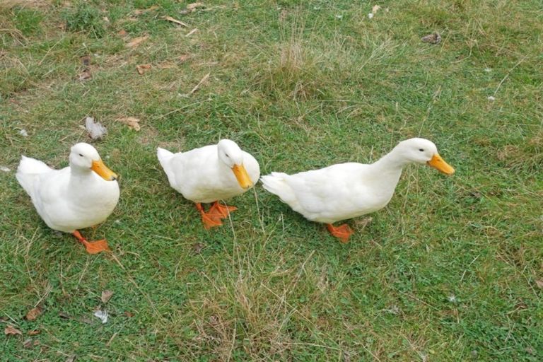 Photo of property in 108 Brasell Road, Pareora West, Timaru, 7972