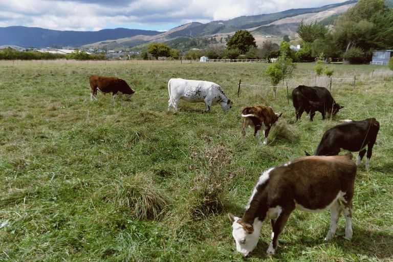 Photo of property in 14 Campari Drive, Richmond, 7020