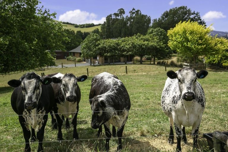 Photo of property in 445 Luck At Last Road, Maungatautari, Cambridge, 3494