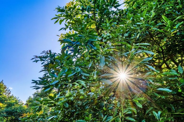 Photo of property in 82 Upland Road, Aongatete, Katikati, 3181