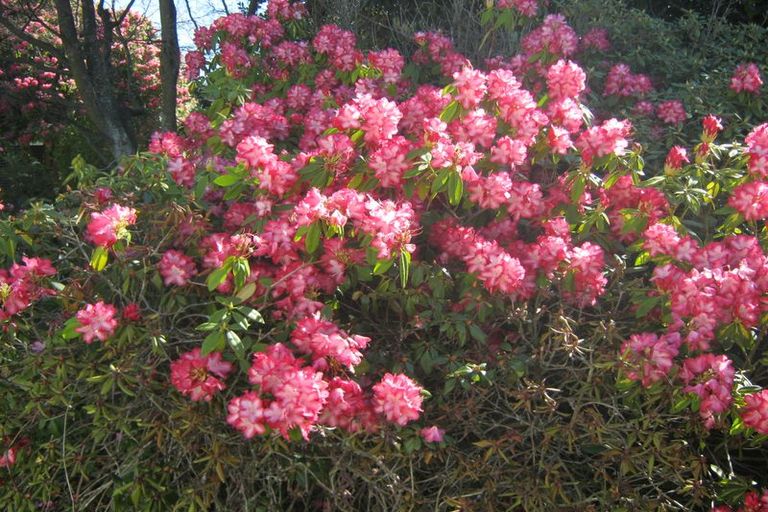 Photo of property in 17 Taylor Street, Geraldine, 7930