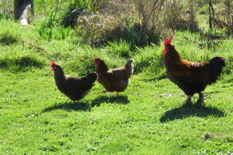 Photo of property in 714 State Highway 7, Mawheraiti, Blackball, 7871