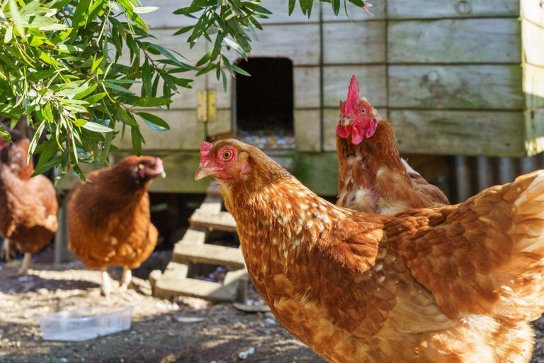 Photo of property in 5 Tui Pa Road, Te Aroha, 3392