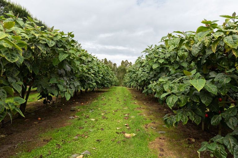 Photo of property in 25 Cottle Hill Drive, Kerikeri, 0293