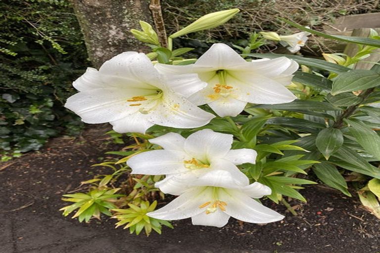 Photo of property in 6a Hart Street, Belleknowes, Dunedin, 9011