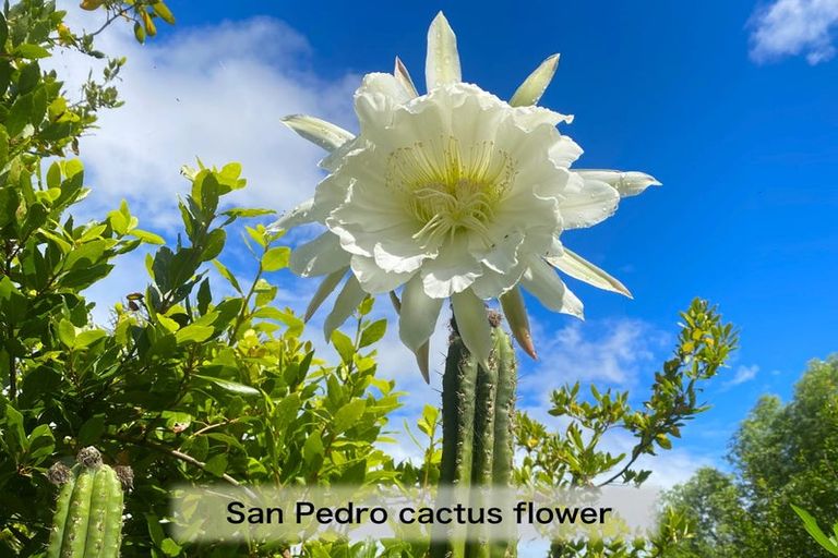 Photo of property in 4 Te Pahi River Drive, Paparoa, Maungaturoto, 0583