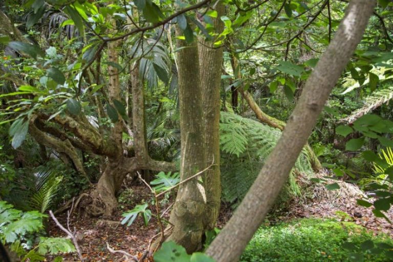 Photo of property in 21 Brooke Road, Red Hill, Papakura, 2110