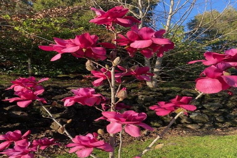 Photo of property in 35 Davis Strongman Place, Kerikeri, 0293