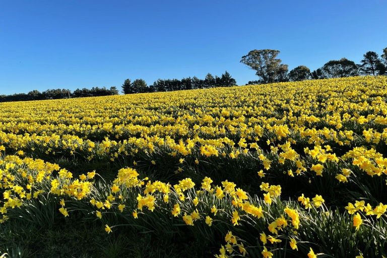 Photo of property in 49 Webbs Road, Amberley, 7481