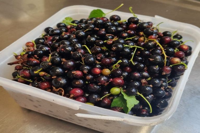 Photo of property in 106 Kaniere Road, Kaniere, Hokitika, 7811