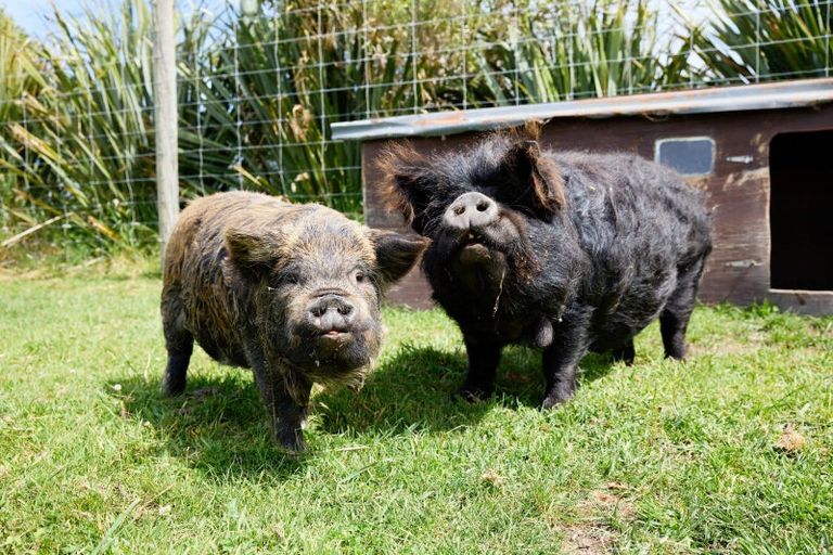 Photo of property in 29 Skevingtons Road, Hapuku, Kaikoura, 7371