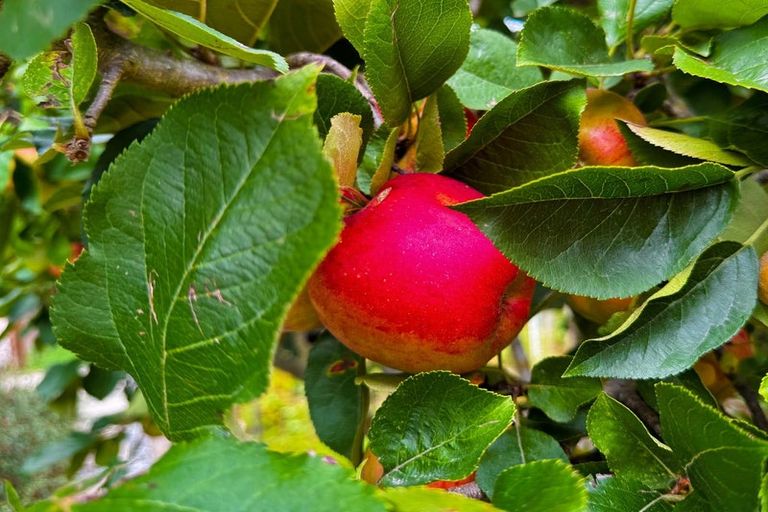 Photo of property in 9 Railway Terrace, Glentunnel, Coalgate, 7673