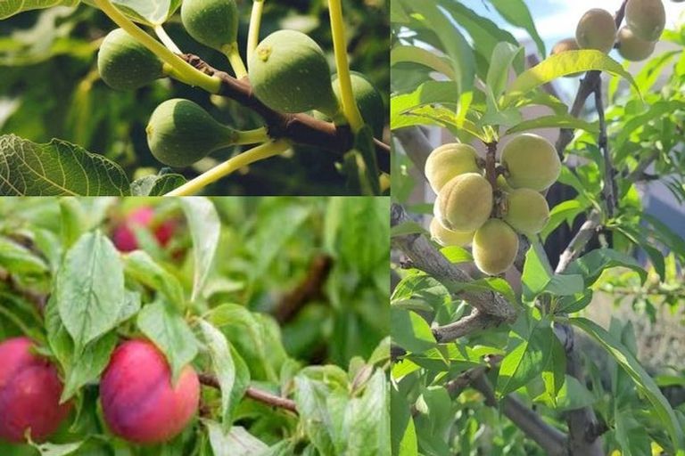 Photo of property in 70a Kayes Road, Pukekohe, 2120