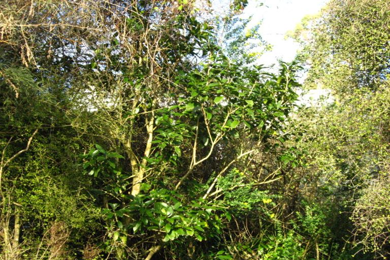 Photo of property in 7 Cross Street, Purakaunui, Port Chalmers, 9081