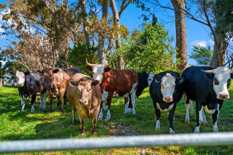Photo of property in 119 Shelly Beach Road, Shelly Beach, Helensville, 0874