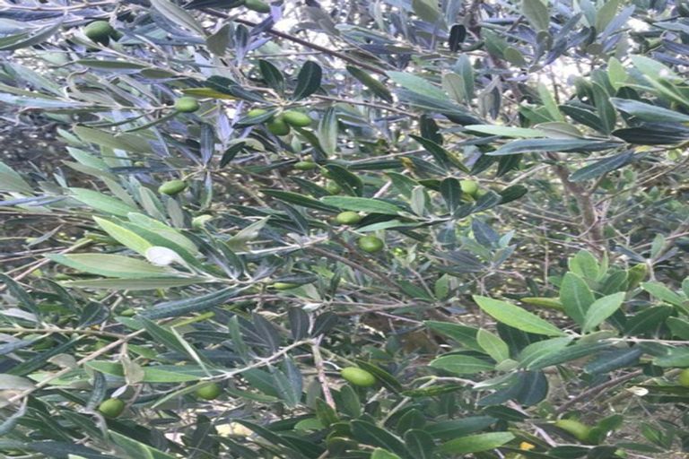 Photo of property in 768 Downs Road, Eyrewell, Rangiora, 7476