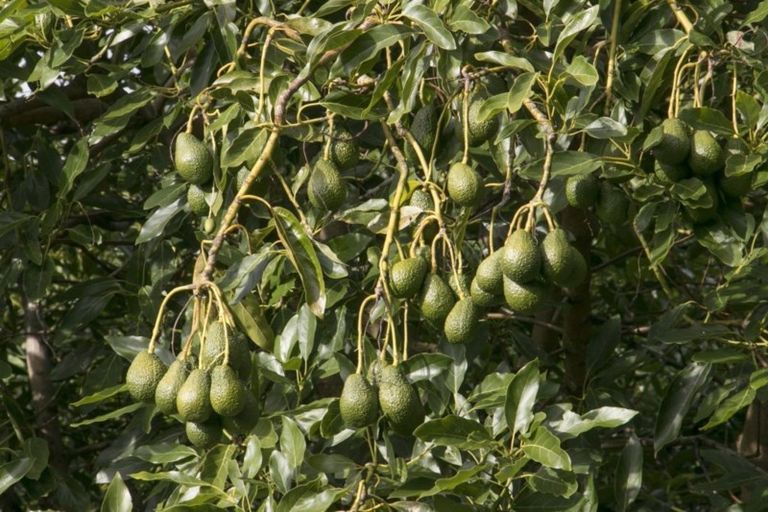 Photo of property in 294 Wharawhara Road, Tahawai, Katikati, 3178