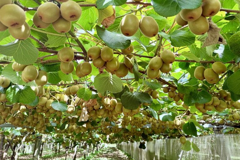 Photo of property in 29 I'anson Road, Minden, 3179