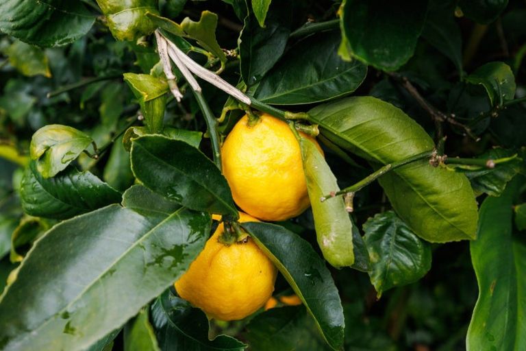 Photo of property in 15-17 Mcarthur Street, Terrace End, Palmerston North, 4410