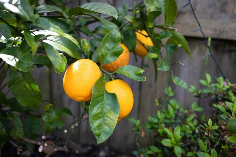 Photo of property in 97 Millers Road, Brookfield, Tauranga, 3110