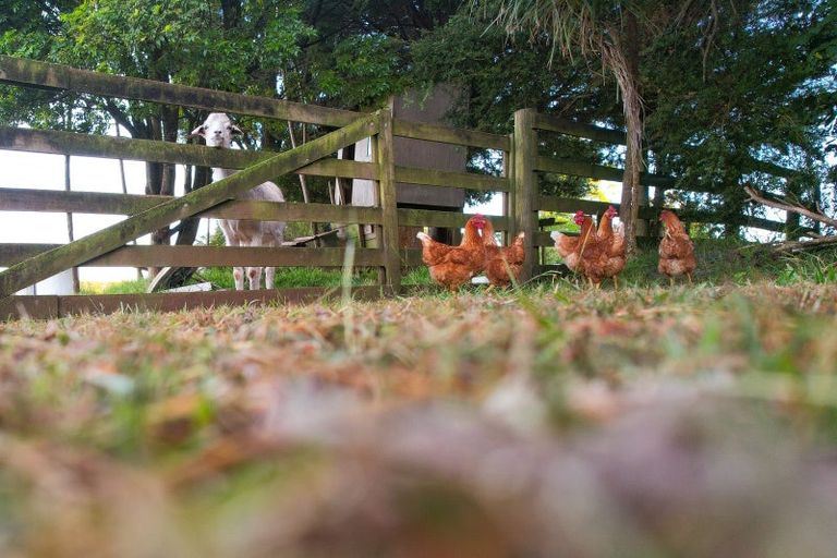 Photo of property in 42 Ngapuhi Road, Waipapa, Kerikeri, 0295