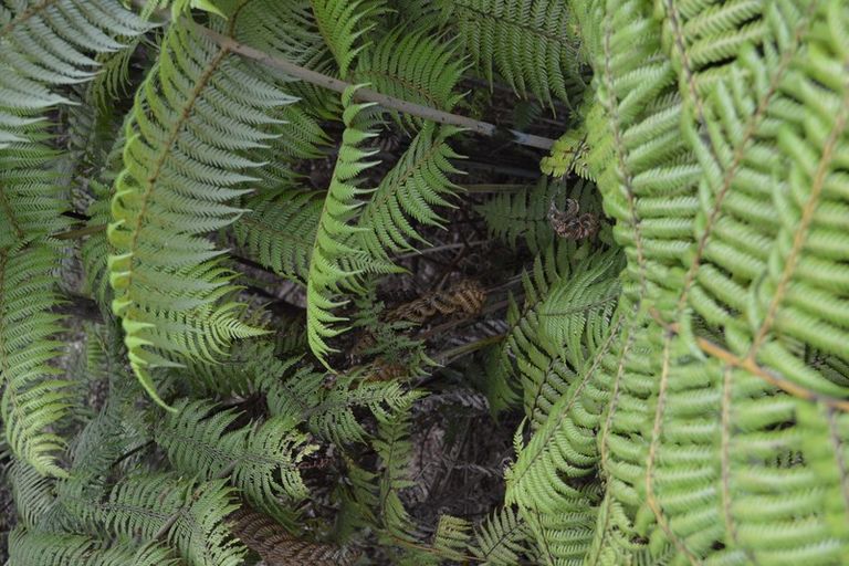 Photo of property in 1128 Kennedy Bay Road, Kennedy Bay, Coromandel, 3583