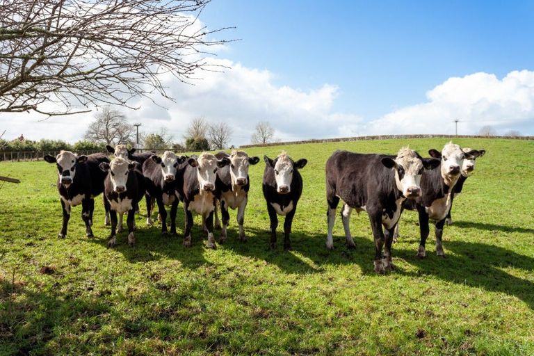 Photo of property in 134 Kereone Road, Morrinsville, 3371