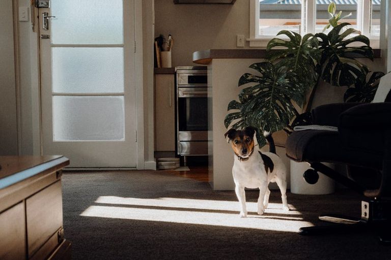 Photo of property in 91 Dunford Street, Rakaia, 7710