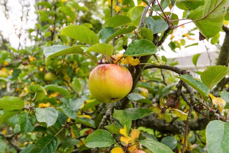 Photo of property in 91 North Street, Feilding, 4702