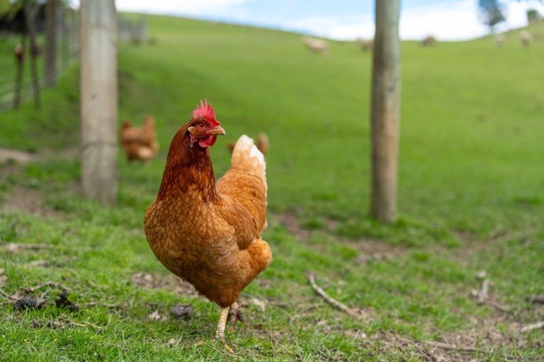 Photo of property in 65 Gabriels Gully Road, Lawrence, 9593