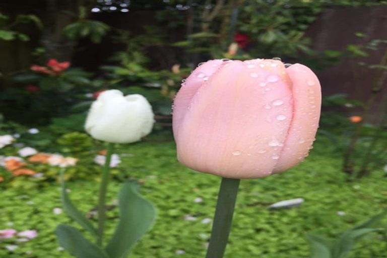 Photo of property in 6a Hart Street, Belleknowes, Dunedin, 9011