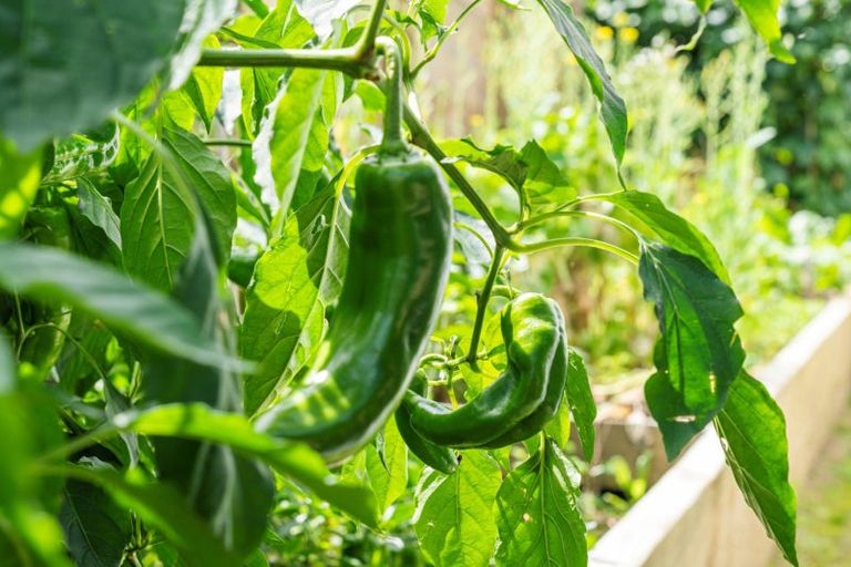 Photo of property in 34 Redmond Street, Judea, Tauranga, 3110