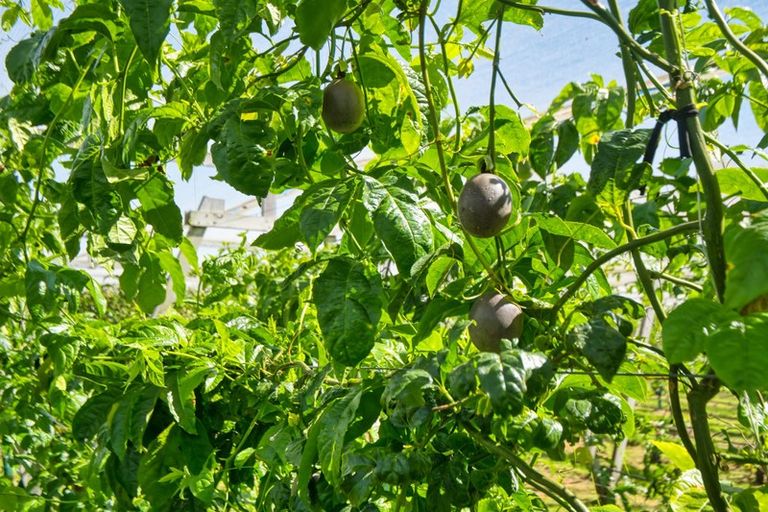 Photo of property in 427 Soldiers Road, Lower Kaimai, Tauranga, 3171