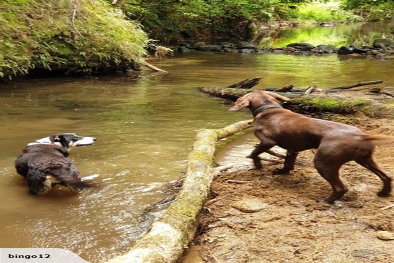 Photo of property in 323 Taylor Road, Waimauku, 0882