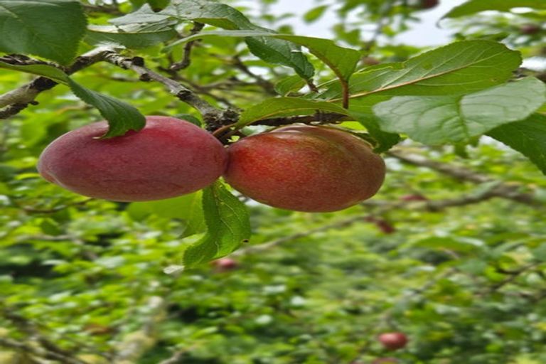 Photo of property in 48 Mccathie Road, Puhoi, Silverdale, 0994