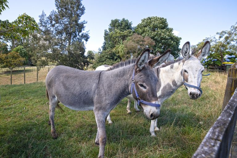 Photo of property in 4652 Ohaupo Road, Ohaupo, 3883