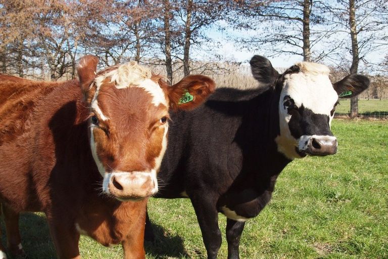 Photo of property in 84c Voss Road, Lincoln, 7674