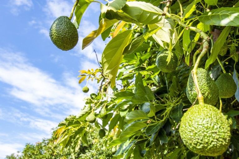 Photo of property in 119 Armstrong Road, Te Puna, Tauranga, 3174