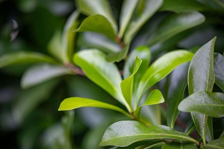 Photo of property in 52 Cambridge Road, Hillcrest, Hamilton, 3216