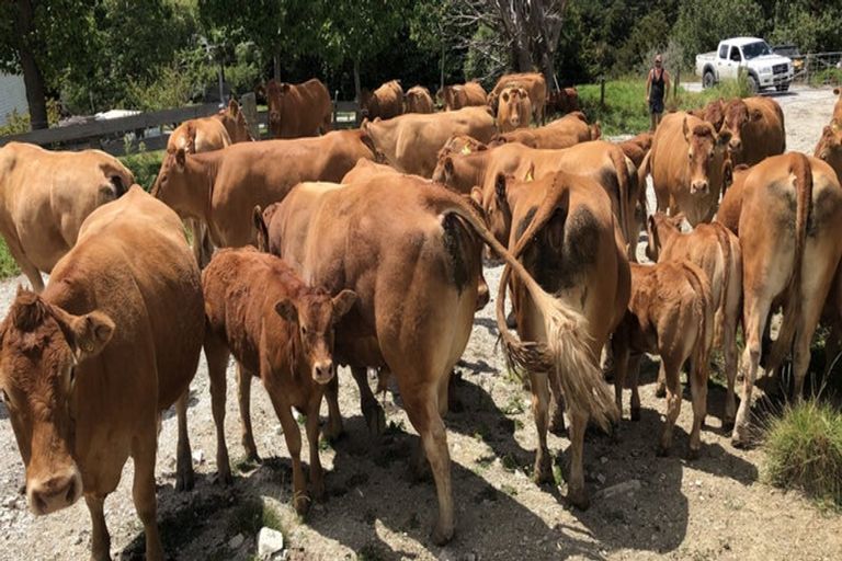 Photo of property in 492 Wairere Road, Paparoa, 0571