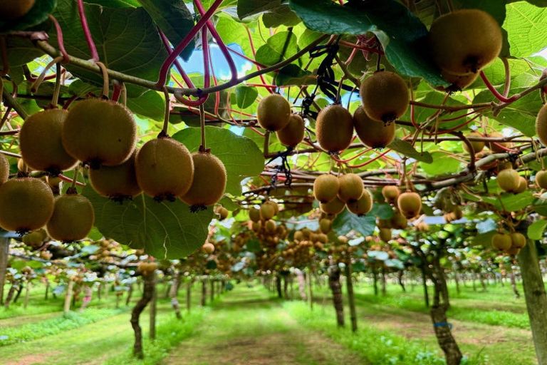 Photo of property in 29 I'anson Road, Minden, 3179