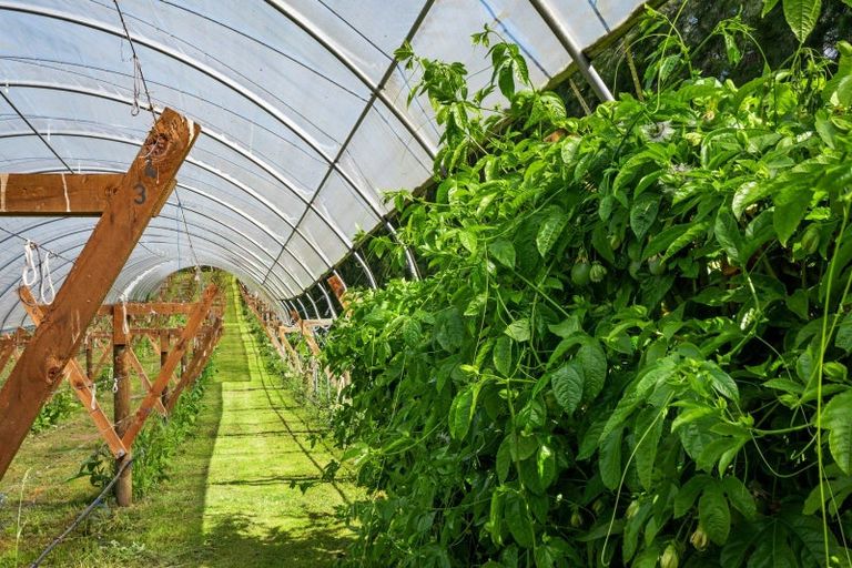 Photo of property in 54 Sinclair Road, Whakamarama, Tauranga, 3179