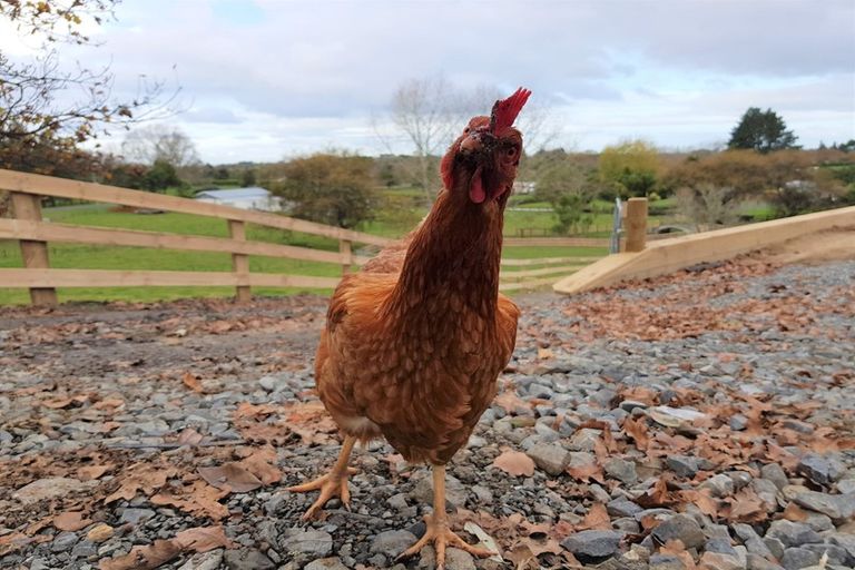 Photo of property in 88 Clark Road, Ngaruawahia, 3793