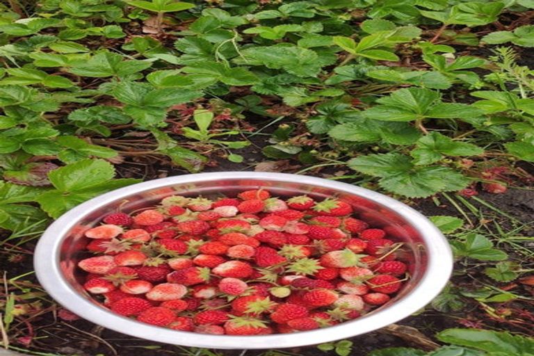 Photo of property in 37 Burwood Road, Burwood, Christchurch, 8083