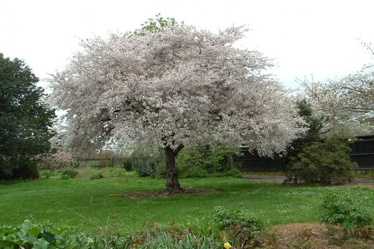 Photo of property in 269 West Belt, Rangiora, 7400