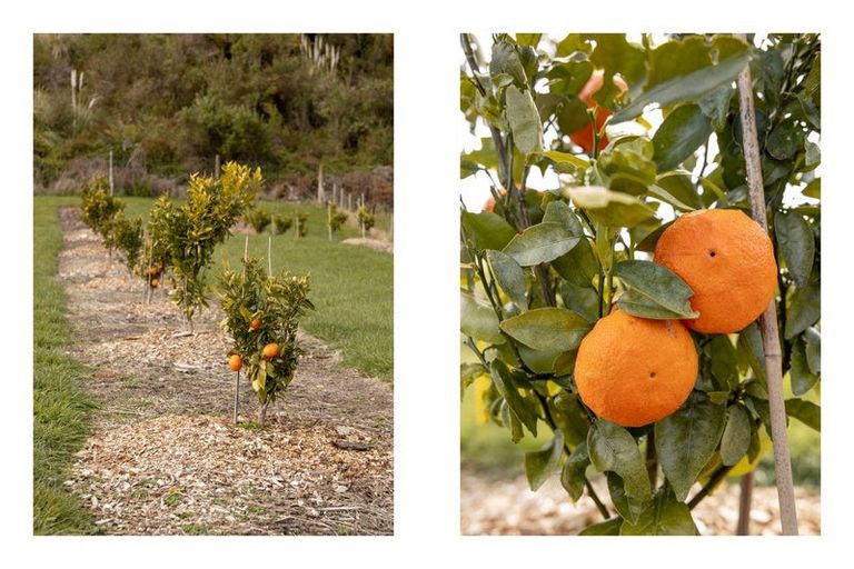 Photo of property in 230b Withy Road, Manawahe, Whakatane, 3193