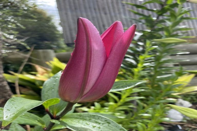 Photo of property in 6a Hart Street, Belleknowes, Dunedin, 9011